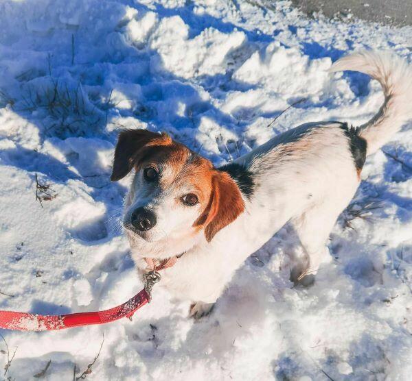 Przekochana sunia podobna do beagla prosi o dom.