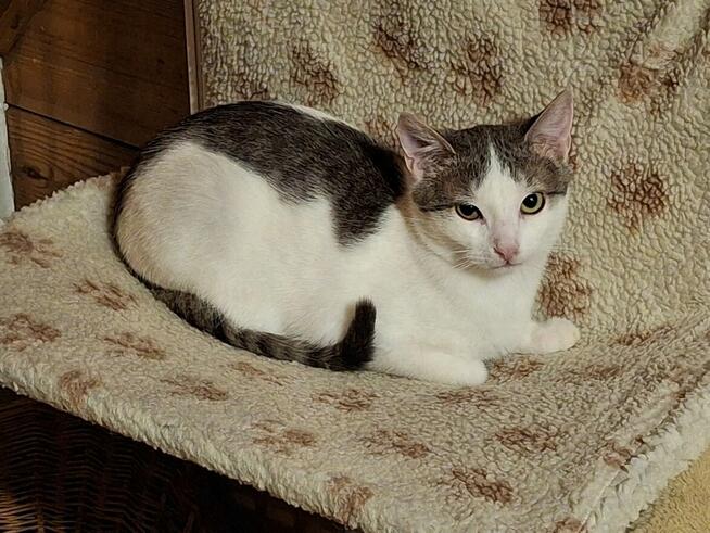 Kotek ZENEK czeka na dom