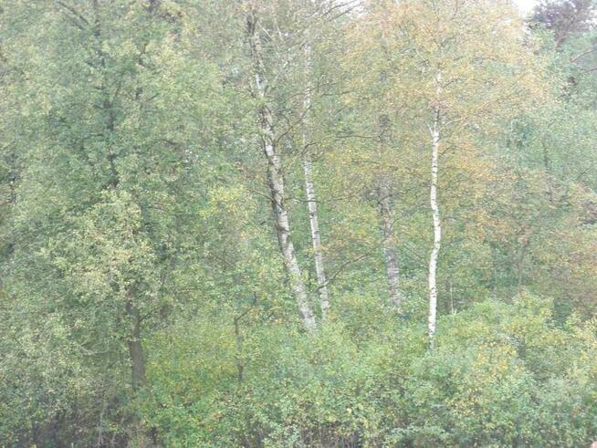 Atrakcyjna działka za niską cenę