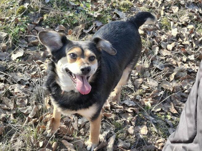 Słodka BONI czeka na dom