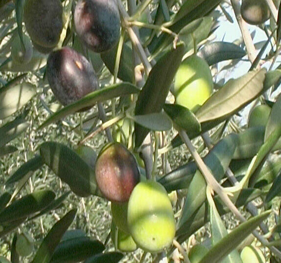 Maurino Olive.Sadzonki 180/220cm