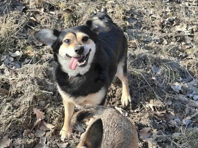 Słodka BONI czeka na dom