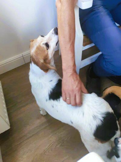 Przemiła sunia czeka na dom.