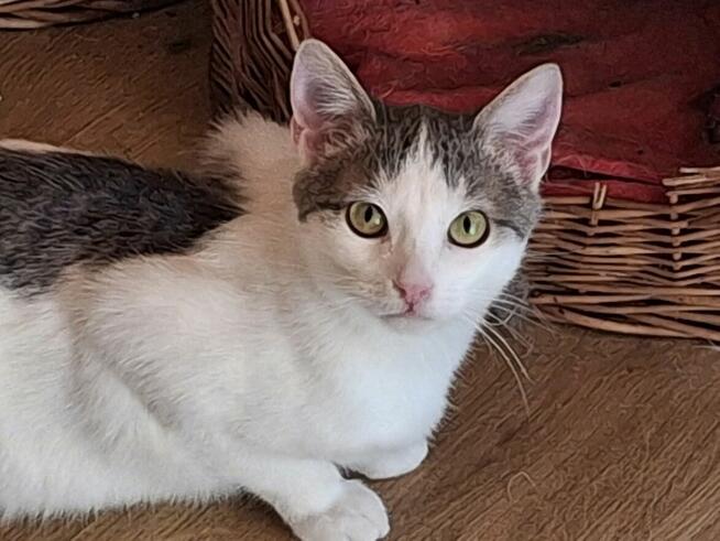 Kotek ZENEK czeka na dom