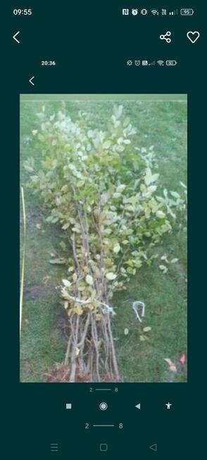 Grab sadzonki samosiejki ogrodzenie