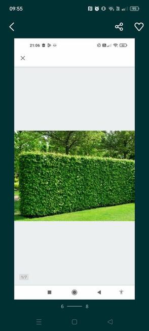 Grab sadzonki samosiejki ogrodzenie