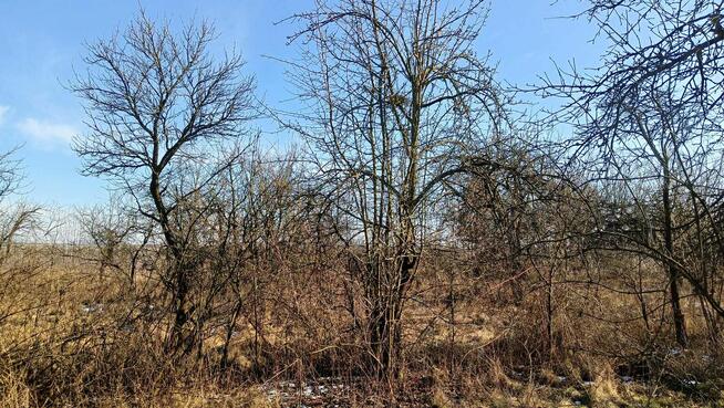 działka budowlana z sadem ekologicznym 1500m