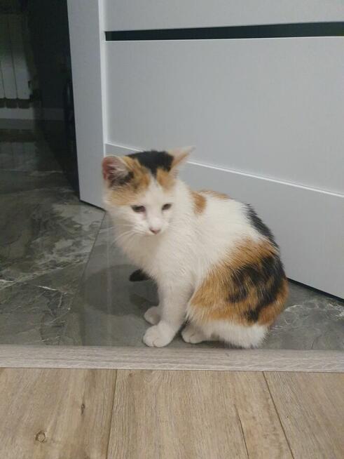 Oddam tylko do kochającego domku