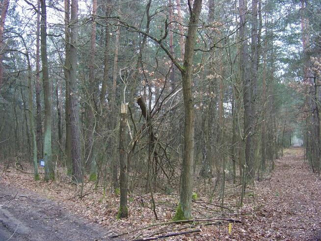 Działka dla miłośników przyrody