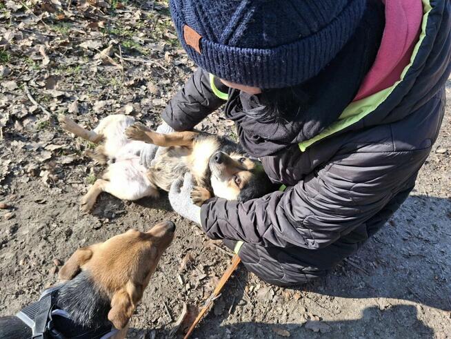 Słodka BONI czeka na dom