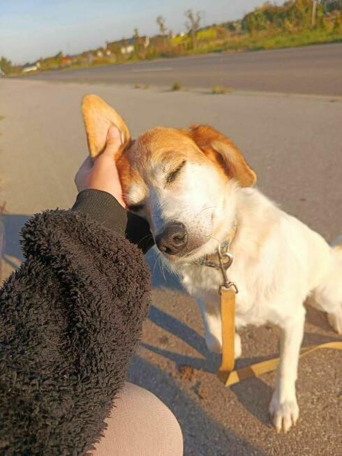 Przemiła sunia czeka na dom.