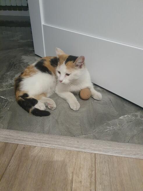 Oddam tylko do kochającego domku