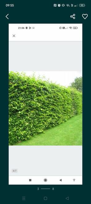 Grab sadzonki samosiejki ogrodzenie