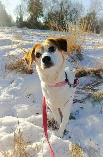 Przemiła sunia czeka na dom.