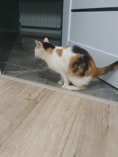 Oddam tylko do kochającego domku