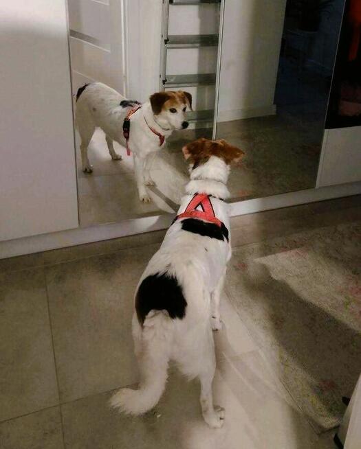 Nieduża, wesoła Bunia prosi o dom.