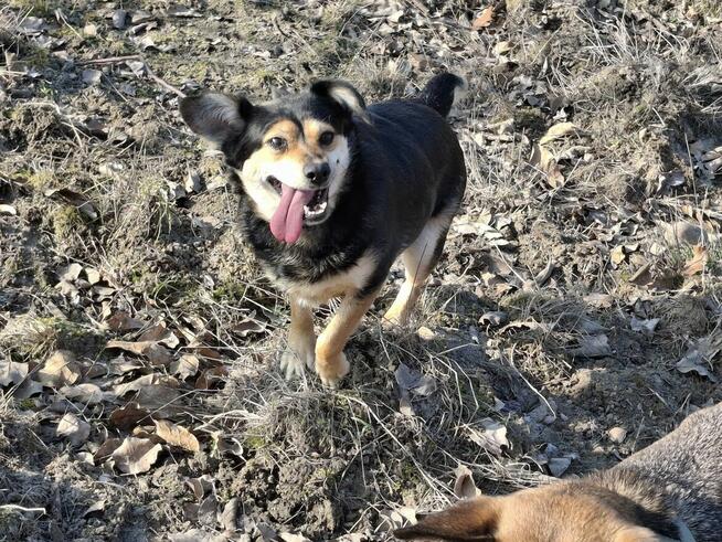 Słodka BONI czeka na dom
