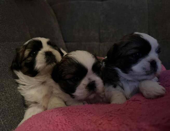 Shih tzu na sprzedaż