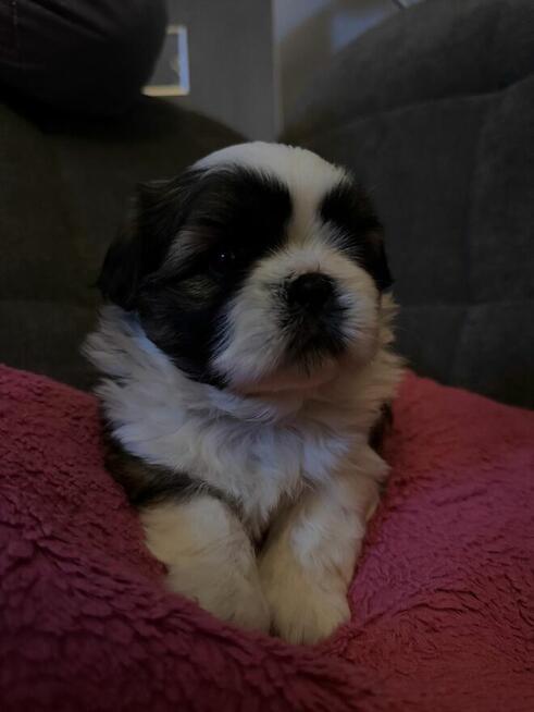 Shih tzu na sprzedaż