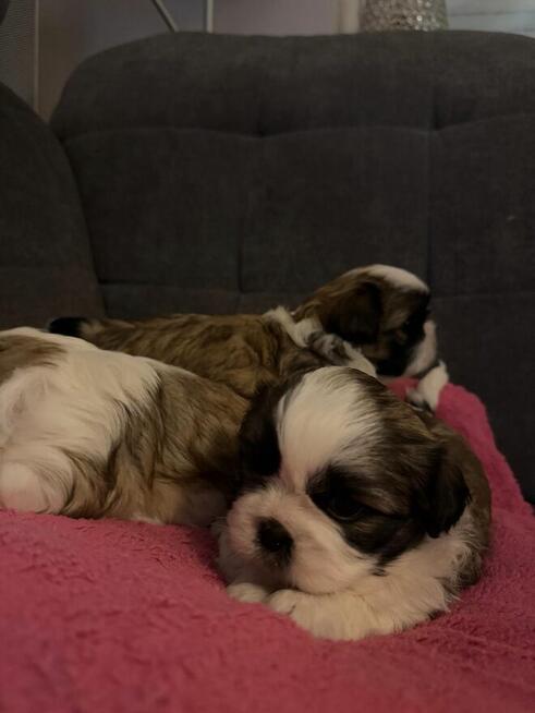 Shih tzu na sprzedaż