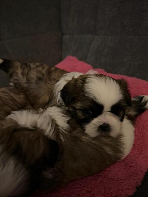 Shih tzu na sprzedaż
