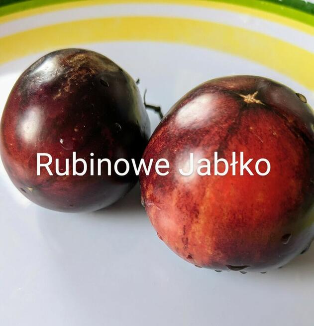 Syberia Pomidor odporny na przymrozki i zarazę.z. nasiona