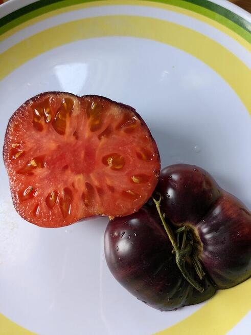 Syberia Pomidor odporny na przymrozki i zarazę.z. nasiona