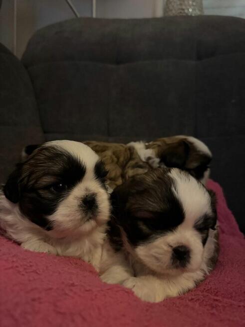 Shih tzu na sprzedaż