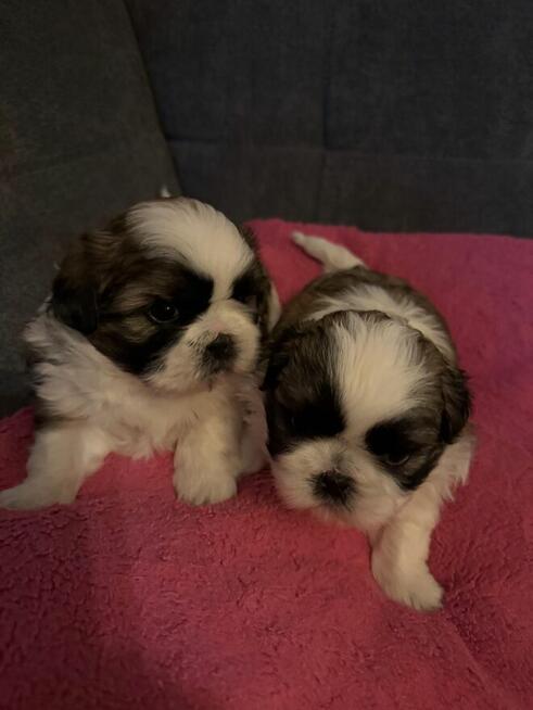 Shih tzu na sprzedaż