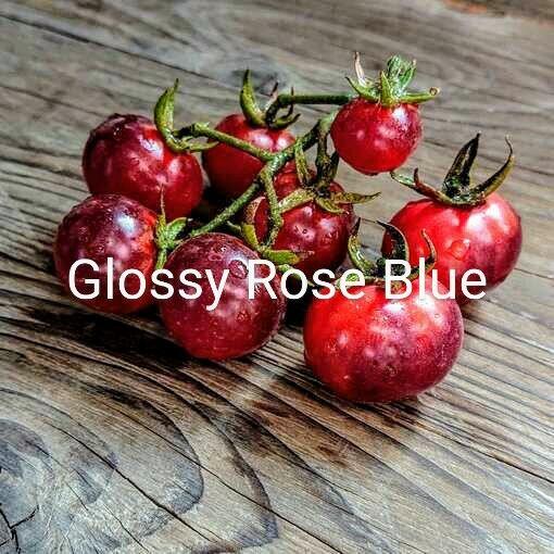 Syberia Pomidor odporny na przymrozki i zarazę.z. nasiona