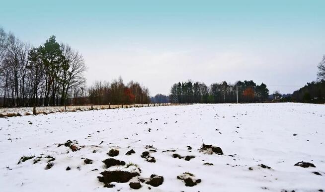 Działka pod Kazimierzem-16ar spokojna okolica!!