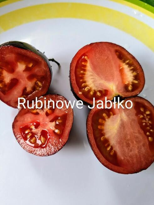 Syberia Pomidor odporny na przymrozki i zarazę.z. nasiona