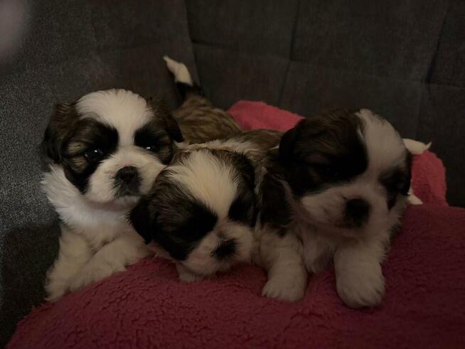 Shih tzu na sprzedaż