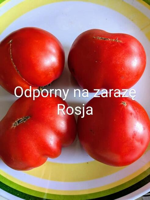 Syberia Pomidor odporny na przymrozki i zarazę.z. nasiona