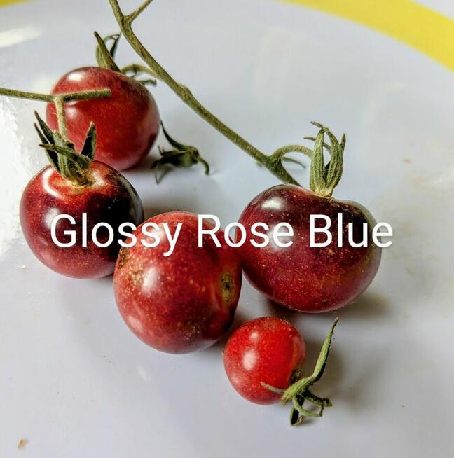 Syberia Pomidor odporny na przymrozki i zarazę.z. nasiona