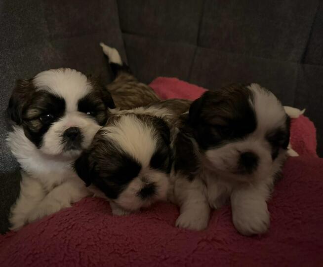Shih tzu na sprzedaż