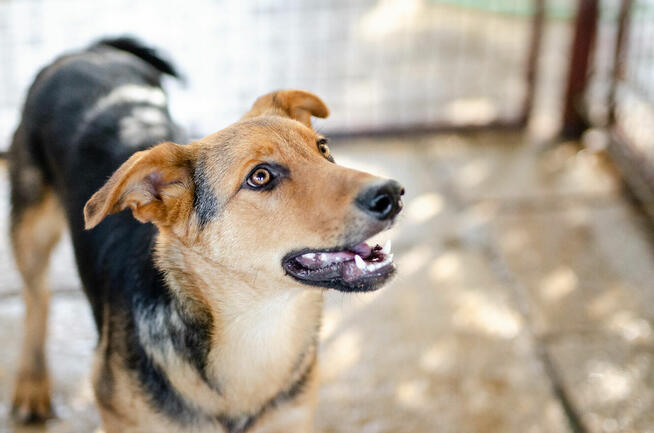 Bobi - uśmiechnięty, roczny psiak szuka domu!