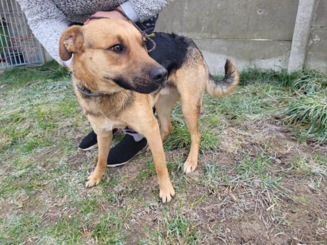 Czaruś do adopcji
