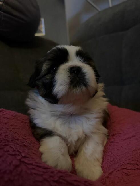 Shih tzu na sprzedaż
