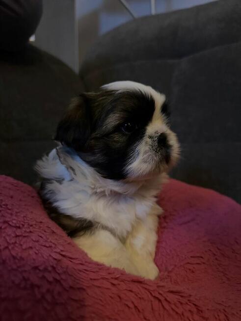 Shih tzu na sprzedaż