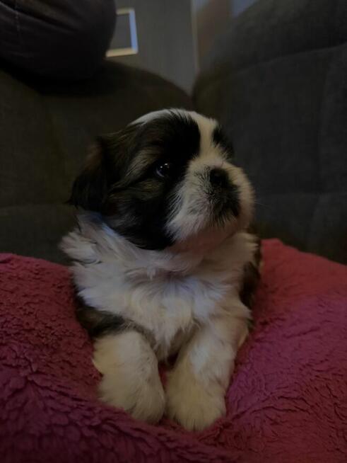 Shih tzu na sprzedaż
