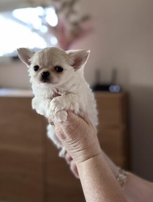 CHIHUAHUA z rodowodem FCI