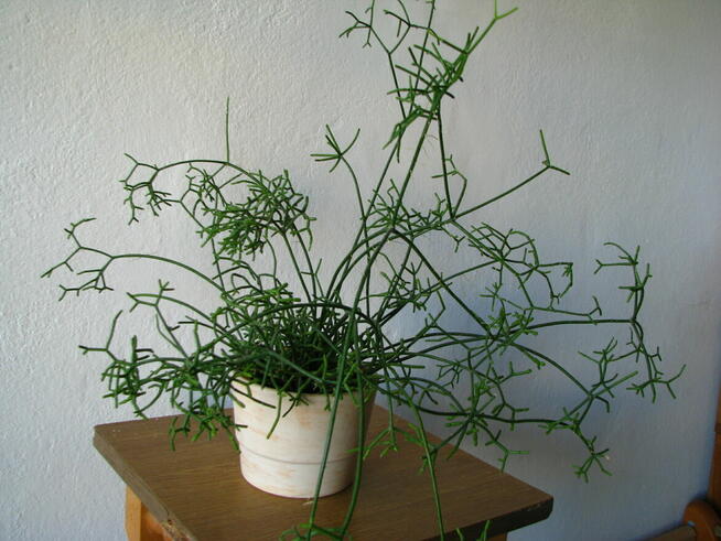 Patyczak Rhipsalis – piękna roślinka do mieszkania oranżerii