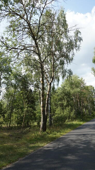 Sprzedam działkę w Niechnabrzu