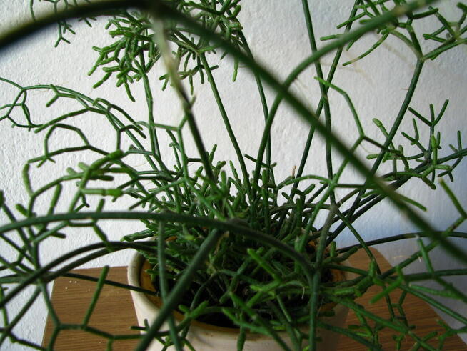 Patyczak Rhipsalis – piękna roślinka do mieszkania oranżerii