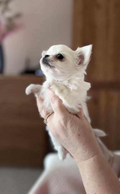 CHIHUAHUA z rodowodem FCI