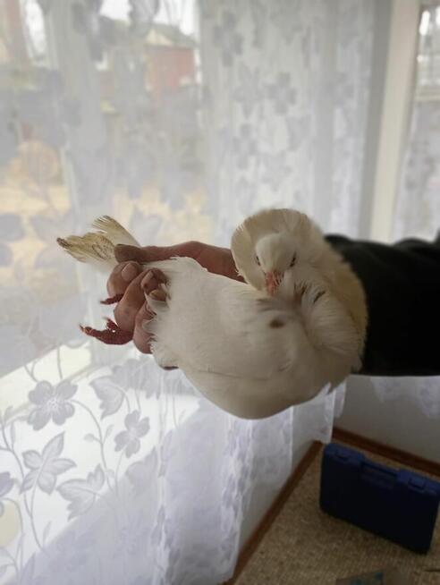 Sprzedam Samicę Gołębia Zakonniczka