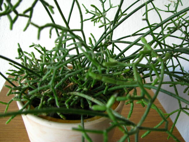 Patyczak Rhipsalis – piękna roślinka do mieszkania oranżerii