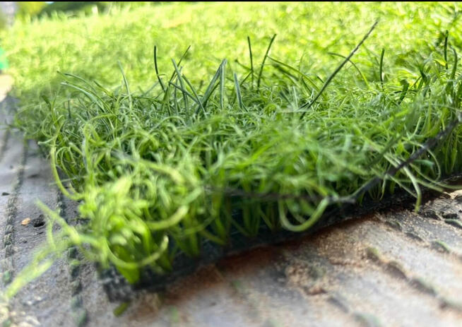 Sztuczna Trawa Piłkarska dla zwierząt