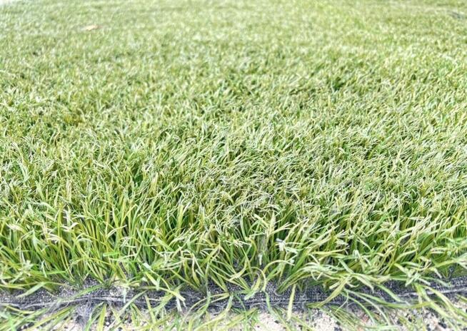 Sztuczna Trawa Piłkarska dla zwierząt